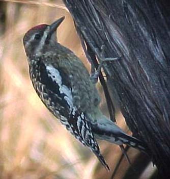 yellow-bellied sapsucker