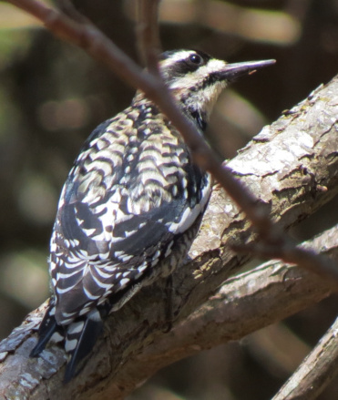 Yellow-bellied Sapsucker