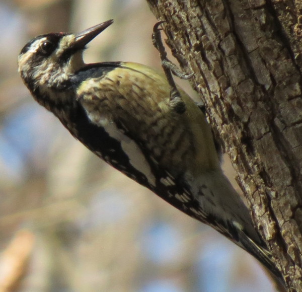 yellowbelliedsapsucker