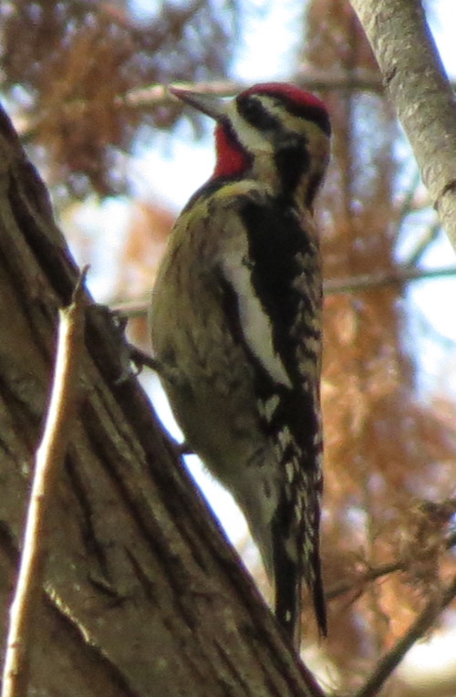 yellow-bellied sapsucker