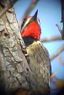 yellow-bellied sapsucker