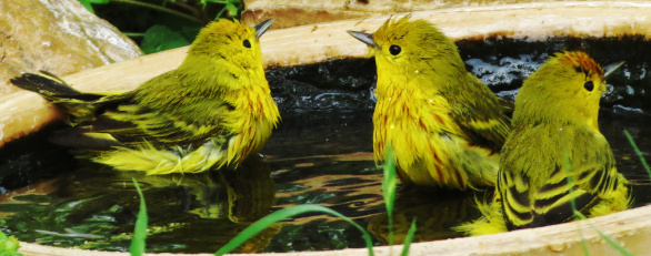 yellow warbler