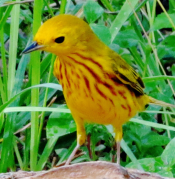 yellowwarbler
