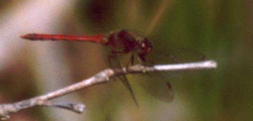 Autumn Meadowhawk