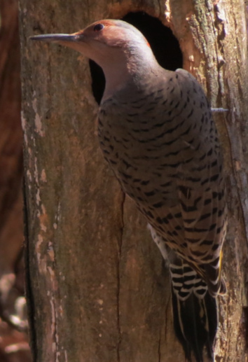flicker