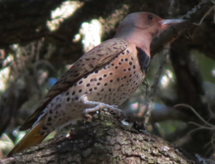 flicker