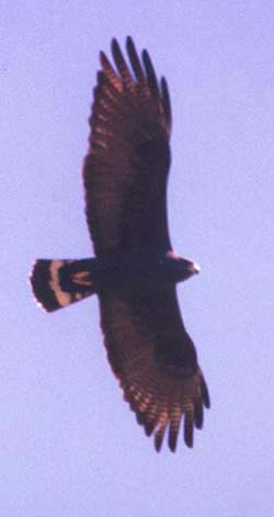 Zone-tailed Hawk