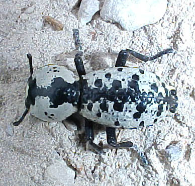 Ironclad Beetle