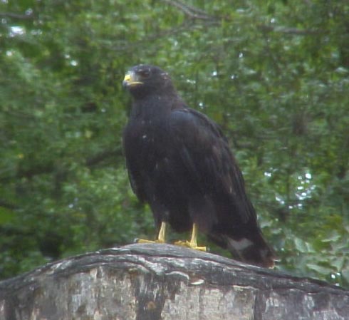 Zone-tailed Hawk